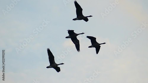 Graceful slow motion flying Canadian Geese in autumn.
