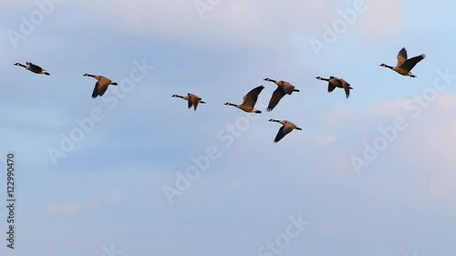 Graceful slow motion flying Canadian Geese in autumn.
