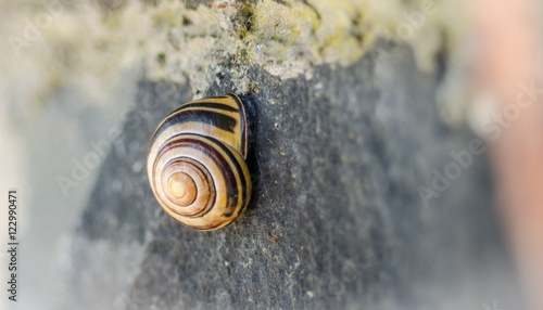 Φωτογραφία A little shelled land snail remains tucked inside and glued on the shady side of a stone wall