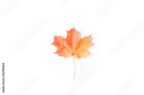 red autumn maple leaf isolated on white background. flat lay, top view
