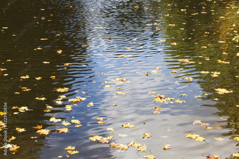 Autumn maple leaves on the water surface. Calm background. Autumn maple leaves on the water surface. Calm background.