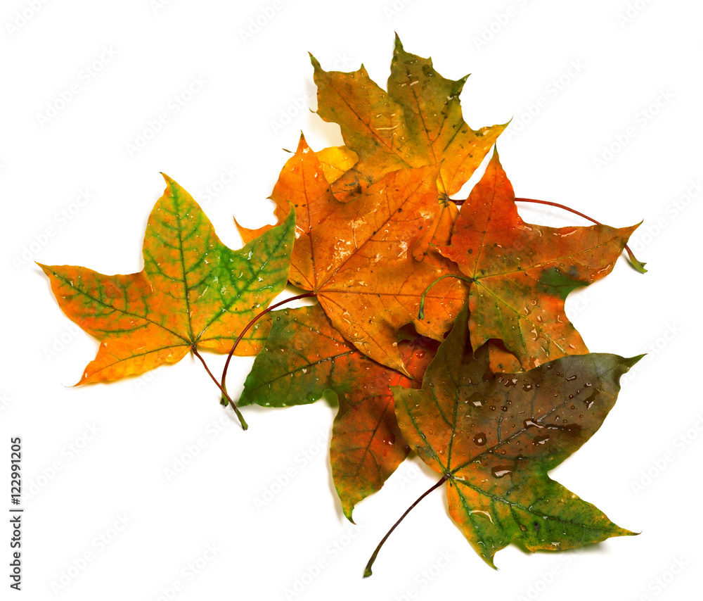 Autumn multicolor maple-leafs with water drops Autumn multicolor maple-leafs with water drops
