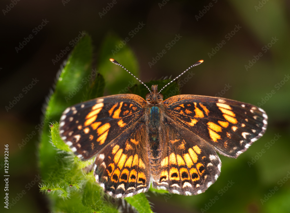 Boldly checkered Gorgone Checkerstpot butterfly on green leaves of Black-eyed Susan flower; dorsal view Boldly checkered Gorgone Checkerstpot butterfly on green leaves of Black-eyed Susan flower; dorsal view