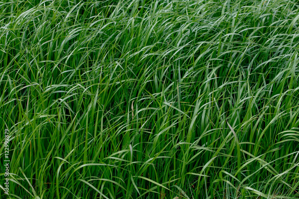 Background of a green grass. Green grass texture Background of a green grass. Green grass texture