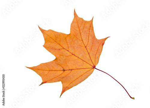 Orange maple leaf isolated on white background