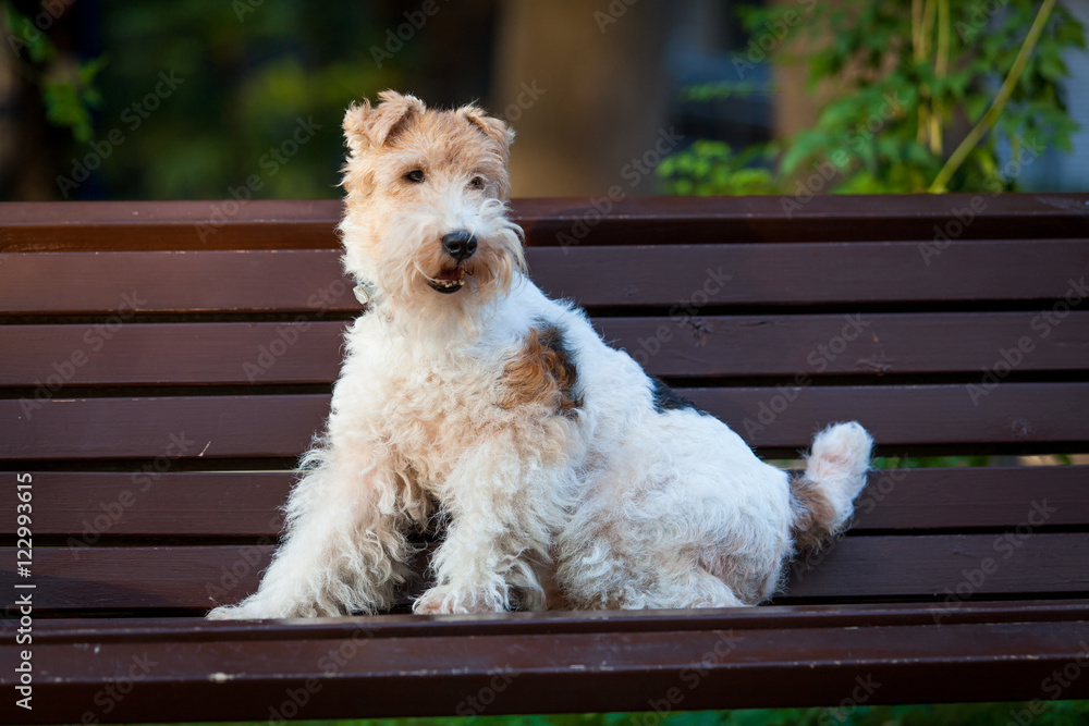 beautiful dog. Portrait young dog playing. Fox Terrier beautiful dog. Portrait young dog playing. Fox Terrier