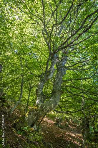 Fototapeta Naklejka Na Ścianę i Meble -  Verano en el bosque de hayas de Somiedo, en Asturias.