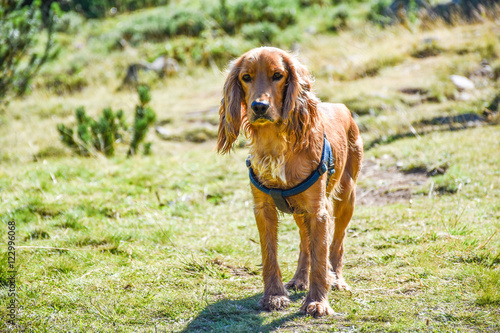 A brown Irish setter walking in the mountains