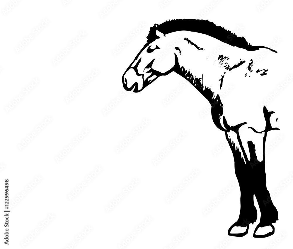 The Przewalski's horse graphics