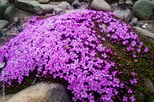 Close up of cushion of purple flowers