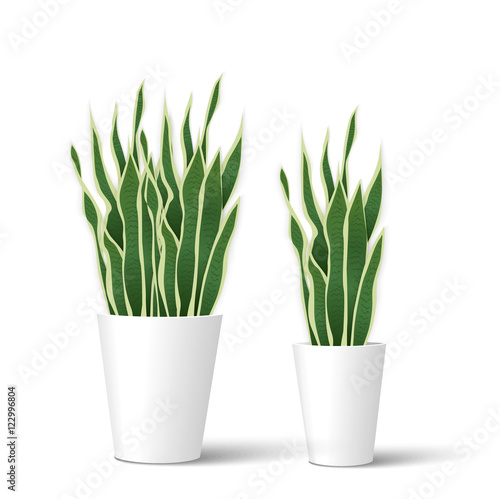 Sansevieria in pot