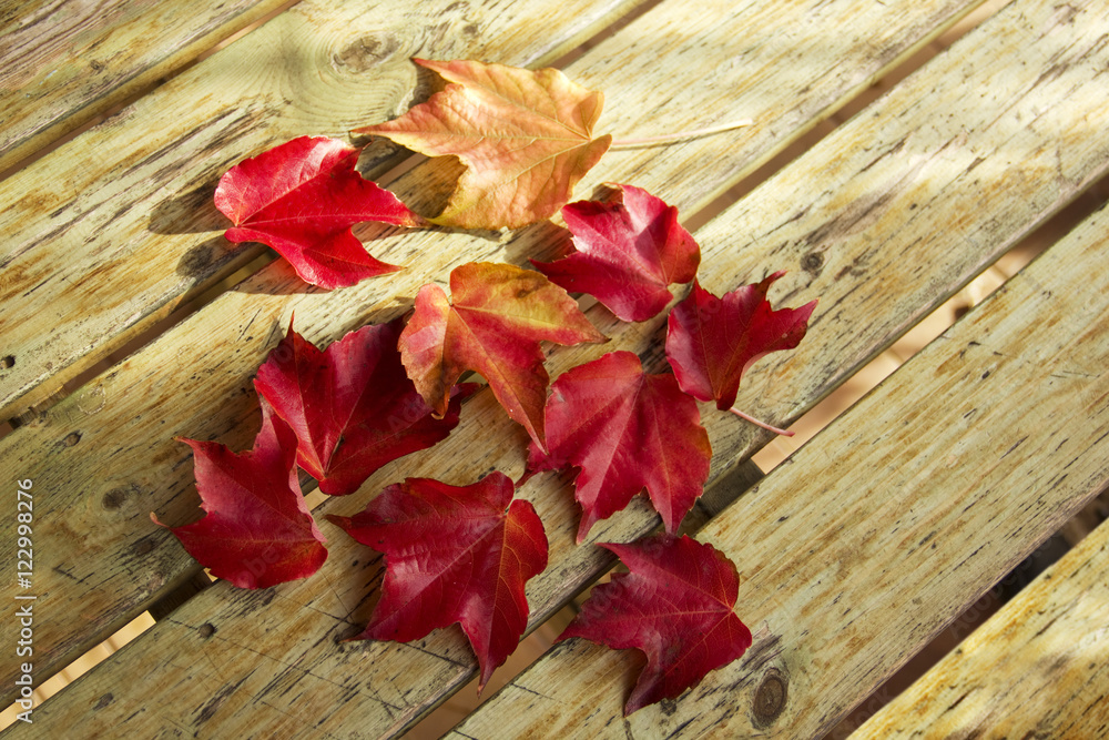 Red foliage of maple leaves, in autumn