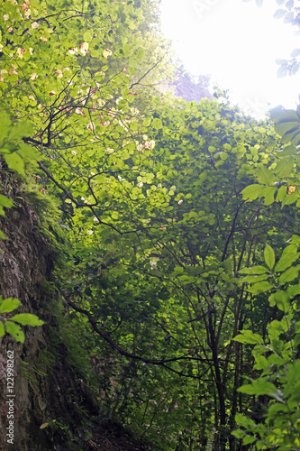Trees