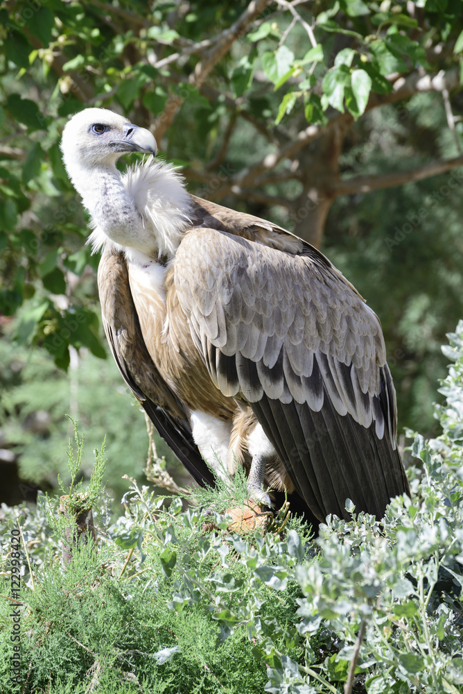 Griffon vulture, Gyps fulvus, single bird in a tree Griffon vulture, Gyps fulvus, single bird in a tree