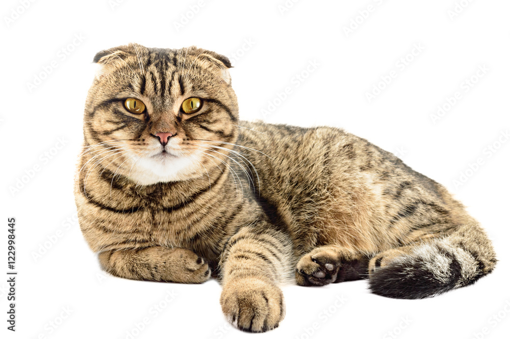 Obraz premium Scottish fold cat isolated on white