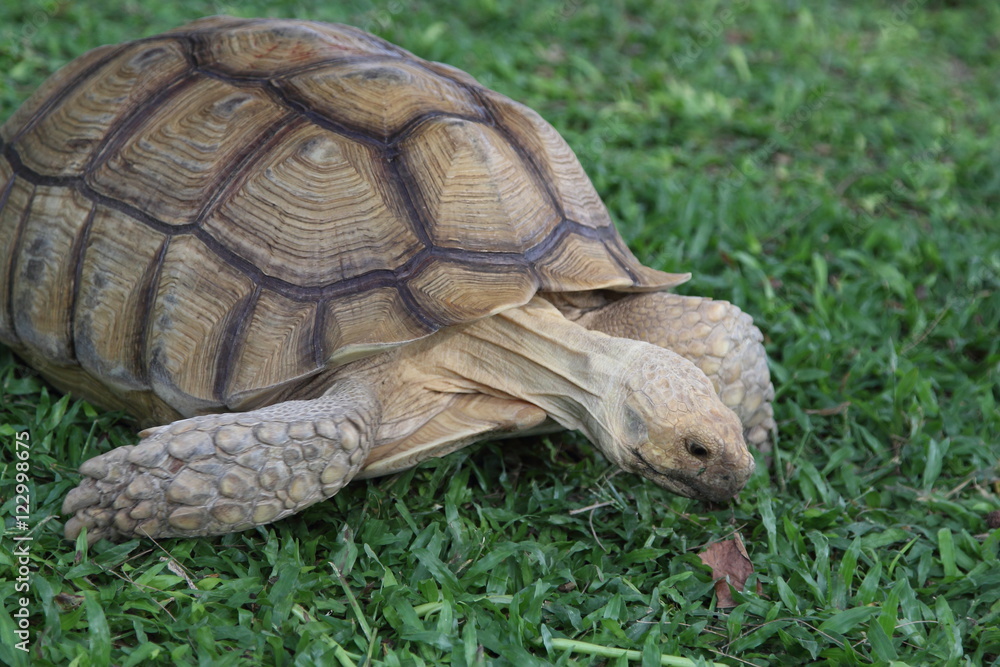 Obraz premium Turtle