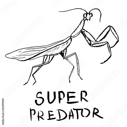 Mantis, hand drawn illustration, vector