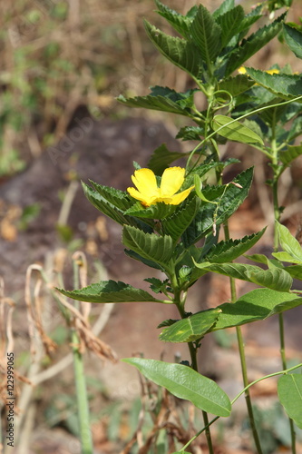 Flower