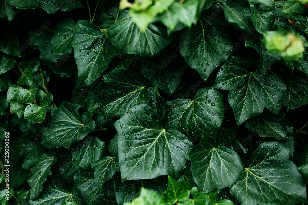 Dark green foliage of a healthy plant with raindrops. Dark green foliage of a healthy plant with raindrops.