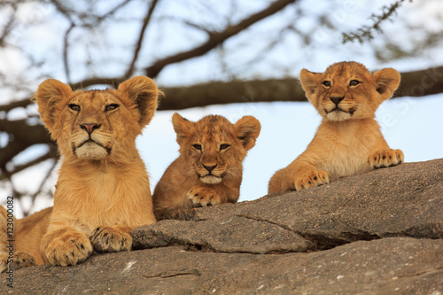 Trois bébé lionceaux regardant au loin en Tanzanie