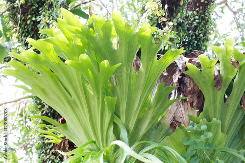 group of fern in field ,green fern with sunlight,fern need water for growth