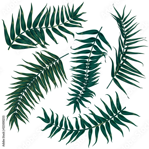 set of tropical leaves on white background, 5 different versions of palm branches