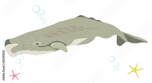 Sperm whale icon isolated on white background cartoon realistic whale