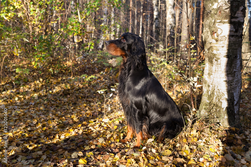 Gordon Setter sitting near birch in autumn forest Gordon Setter sitting near birch in autumn forest