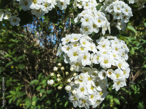 Blossoms of Spiraea x vanhouttei photo