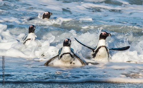 Photography African penguins walk out of the ocean on the sandy beach