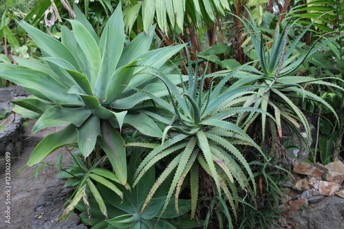 Guatemala Plants
