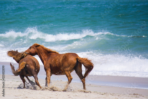 Two wild ponies attacking each other on the beach