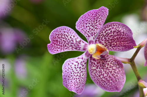 Beautiful purple orchid, phalaenopsis.