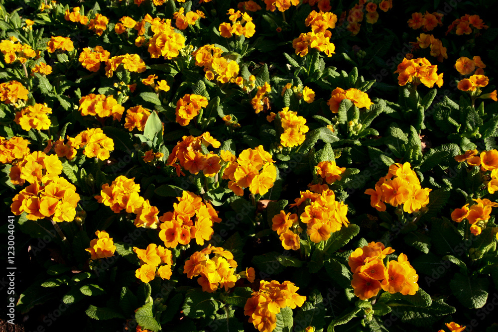 Obraz premium Flowers & Plants