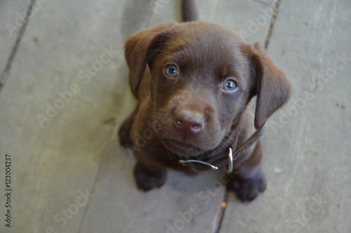 Fotografiet Pouting Puppy with soulful eyes