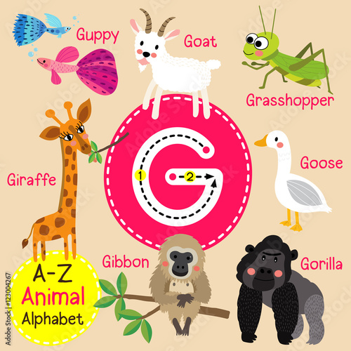 G letter tracing. Gibbon. Giraffe. Goat. Goose. Gorilla. Guppy. Cute children zoo alphabet flash card. Funny cartoon animal. Kids abc education. Learning English vocabulary. Vector illustration.