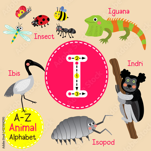 I letter tracing. Insect.  Iguana. Isopod. Indri. Ibis bird. Cute children zoo alphabet flash card. Funny cartoon animal. Kids abc education. Learning English vocabulary. Vector illustration.