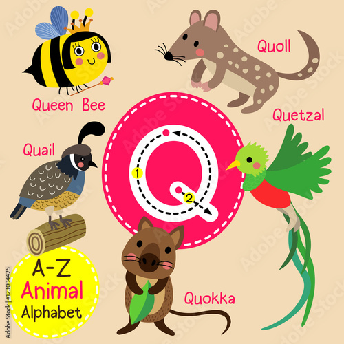 Q letter tracing. Quail. Queen Bee. Quetzal. Quokka. Quoll. Cute children zoo alphabet flash card. Funny cartoon animal. Kids abc education. Learning English vocabulary. Vector illustration.