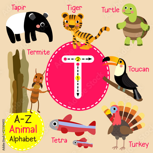 T letter tracing. Turtle. Toucan. Tiger. Tapir. Turkey. Cute children zoo alphabet flash card. Funny cartoon animal. Kids abc education. Learning English vocabulary. Vector illustration.