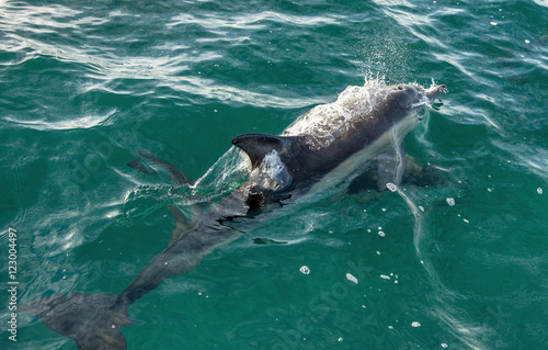 swimming dolphin in the ocean and hunting for fish. Dolphin jumping out of the water. The Long-beaked common dolphin  scientific name  Delphinus capensis  swimming in atlantic ocean.