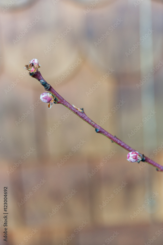 Peach tree bud