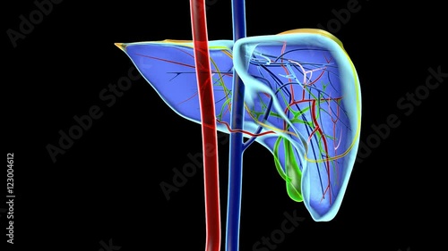 Human liver photo