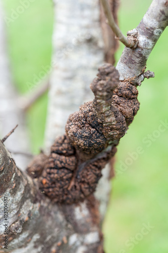 Close up of black canker infecting a plum tree