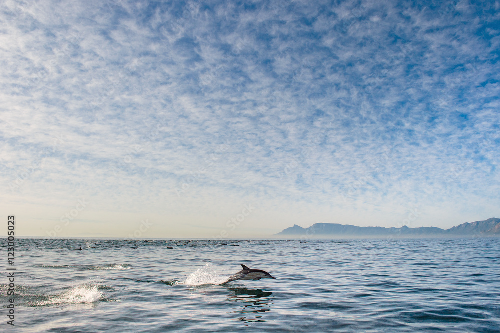 Fototapeta premium swimming dolphin in the ocean and hunting for fish. Dolphin jumping out of the water. The Long-beaked common dolphin (scientific name: Delphinus capensis) swimming in atlantic ocean.