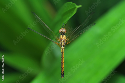 Dragonfly in Southeast Asia.