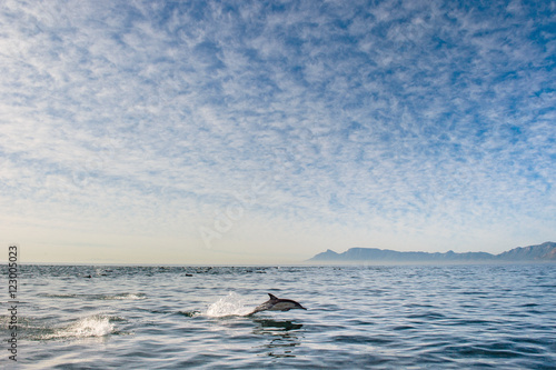 swimming dolphin in the ocean and hunting for fish. Dolphin jumping out of the water. The Long-beaked common dolphin (scientific name: Delphinus capensis) swimming in atlantic ocean.