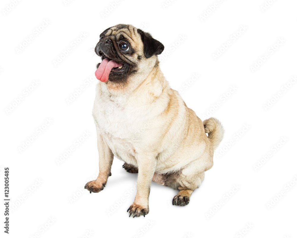Pug Dog Sitting Side Tongue Out