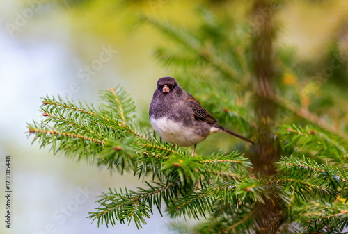 The dark-eyed junco is a species of the juncos, a genus of small grayish American sparrows. This bird is common across much of temperate North America and in summer ranges far into the Arctic.