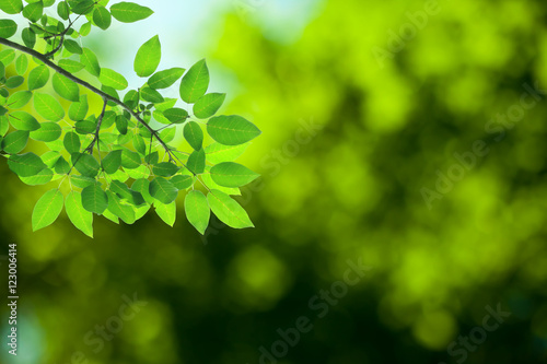 Green leaves on the green backgrounds