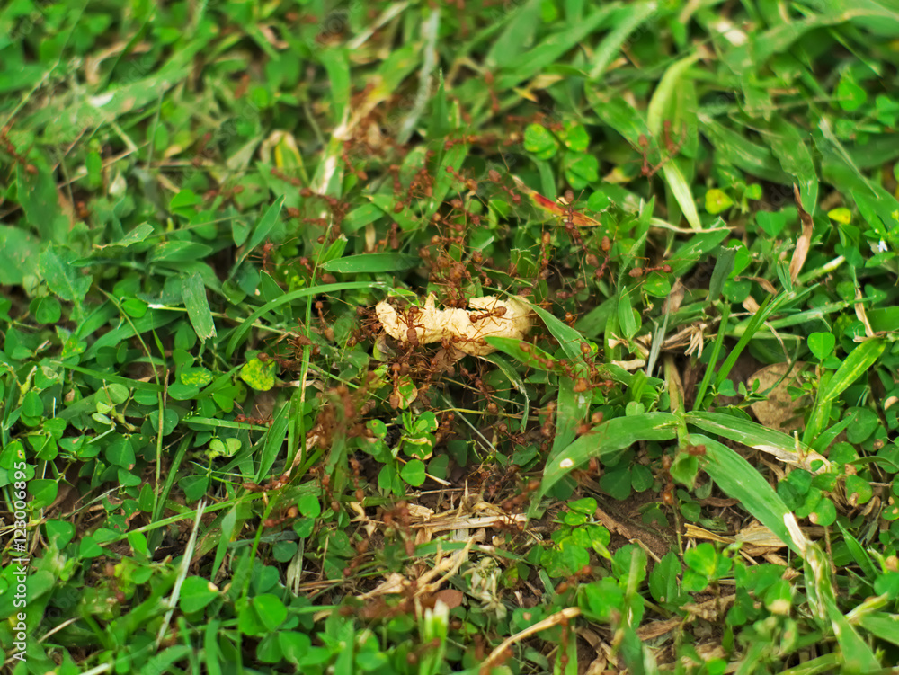 closeup shot of an army of red ants carrying their food on green grass closeup shot of an army of red ants carrying their food on green grass